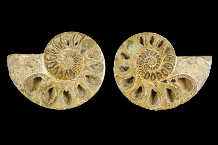 Cut & Polished Agatized Ammonite Fossil- Jurassic #131668